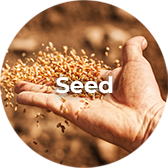 Seed